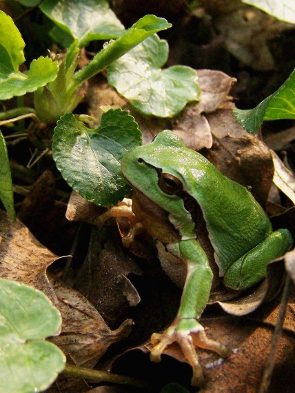 rosnička zelená Hyla arborea