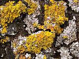 xanthoria parietina + parmelia