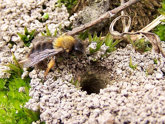 pieskárka Andrena  Sp.