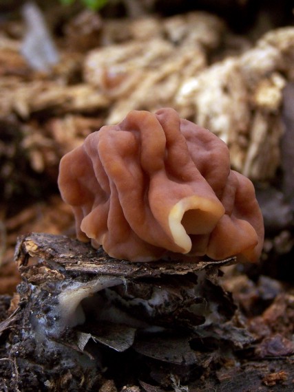 ušiak obrovský Gyromitra gigas (Krombh.) Cooke