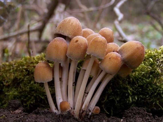 hnojník ligotavý Coprinellus micaceus (Bull.) Vilgalys, Hopple & Jacq. Johnson