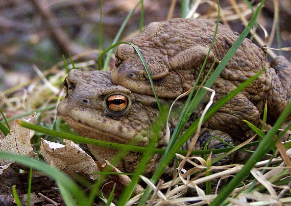 ropucha obyčajná Bufo Bufo