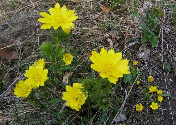 hlaváčik jarný Adonis vernalis L.