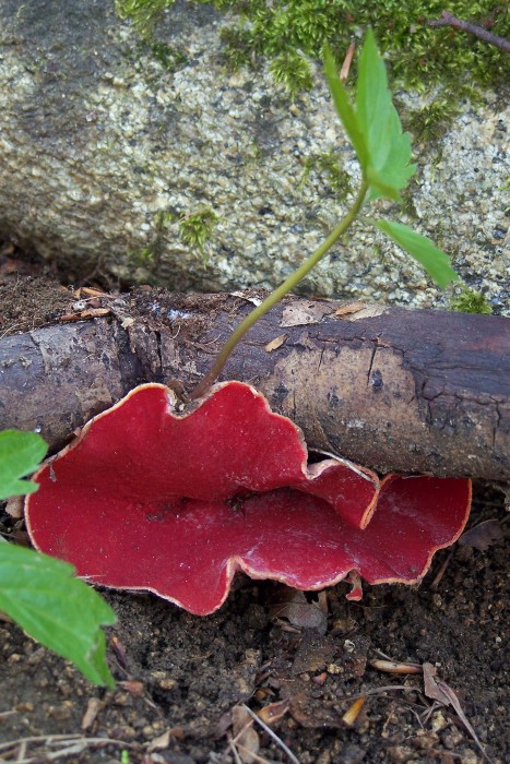 ohnivec šarlátový Sarcoscypha coccinea (Gray) Boud.