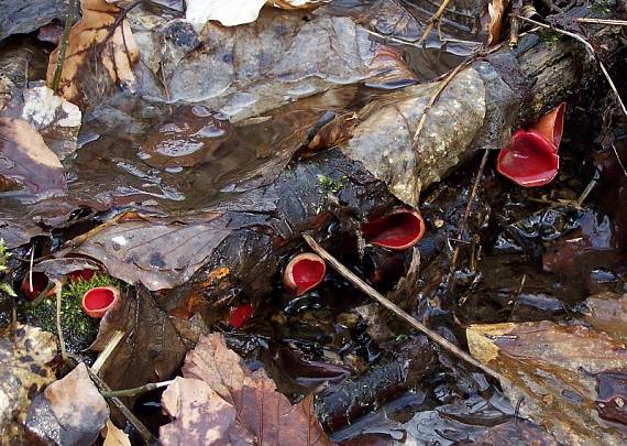 ohnivec šarlátový Sarcoscypha coccinea (Gray) Boud.