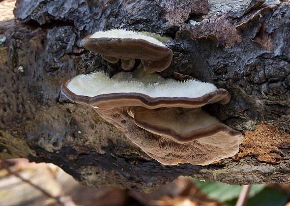 trúdnikovec chlpatý Trametes hirsuta (Wulfen) Lloyd