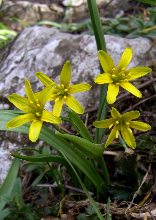 krivec žltý Gagea lutea (L.) Ker Gawl.