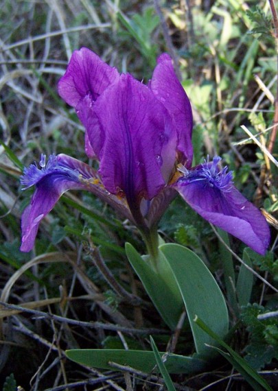 kosatec nízky Iris pumila L.