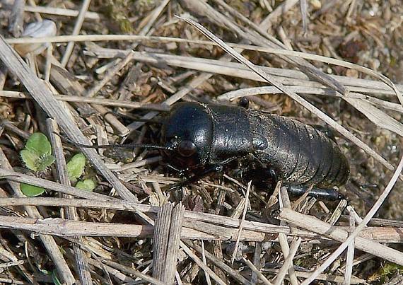 svrček poľný Gryllus campestris