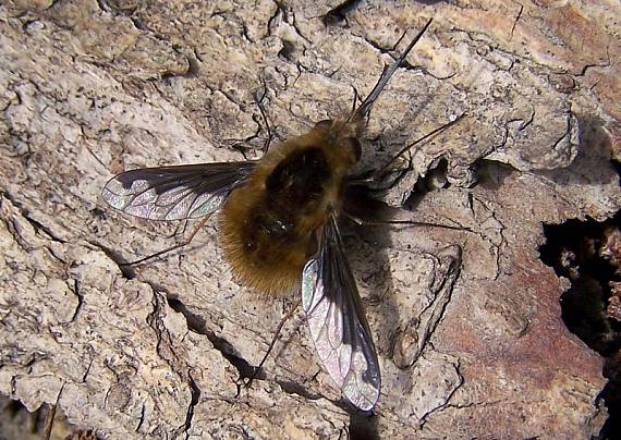 chlpačka Bombylius