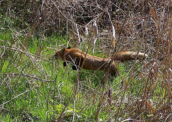 líška obyčajná Vulpes vulpes