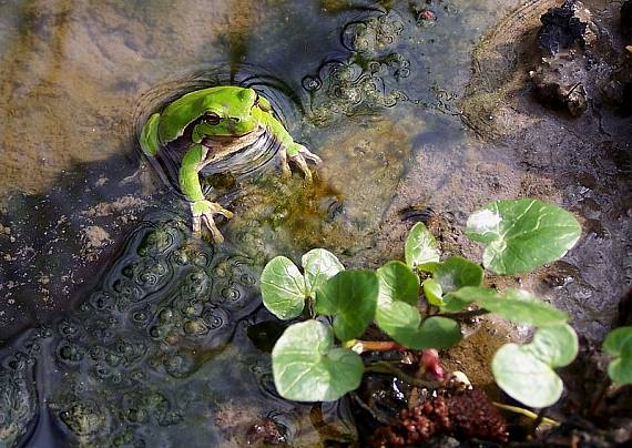 rosnička zelená Hyla arborea