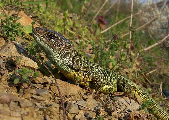 jašterica zelená Lacerta viridis