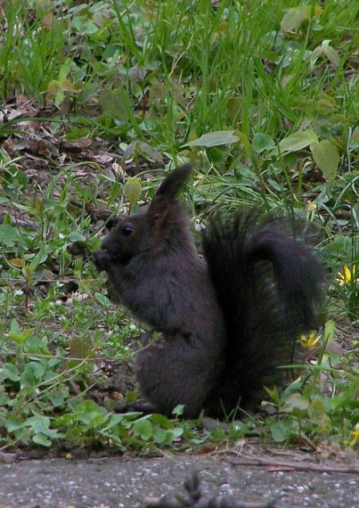 veverica Sciurus