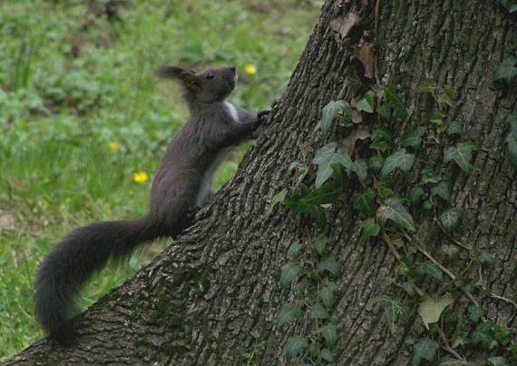 veverica Sciurus