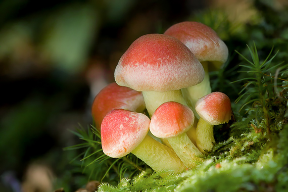 strapcovka tehlovočervená Hypholoma lateritium (Schaeff.) P. Kumm.