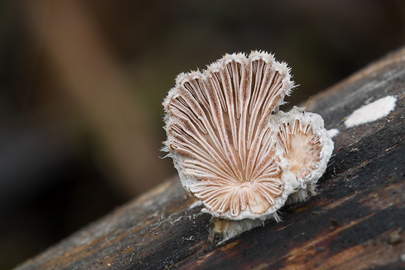 klanolupeňovka obyčajná Schizophyllum commune Fr.