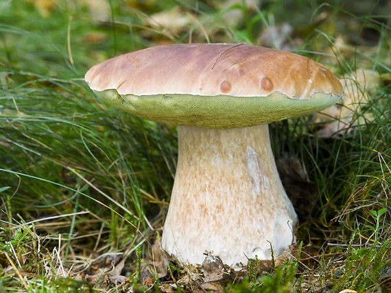 hríb smrekový Boletus edulis Bull.