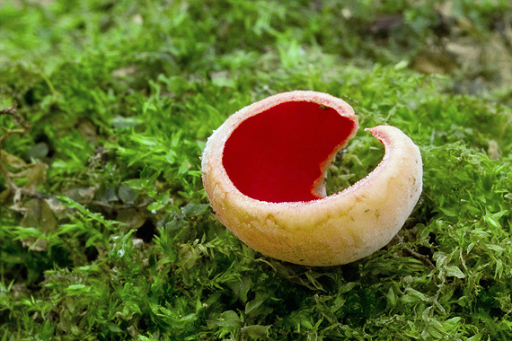 ohnivec šarlátový Sarcoscypha coccinea (Gray) Boud.