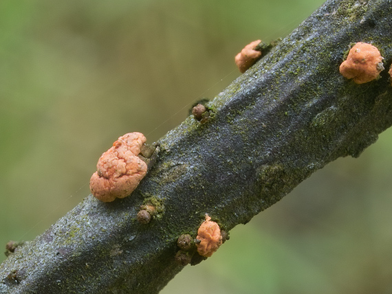 hlivka červená Nectria cinnabarina (Tode) Fr.