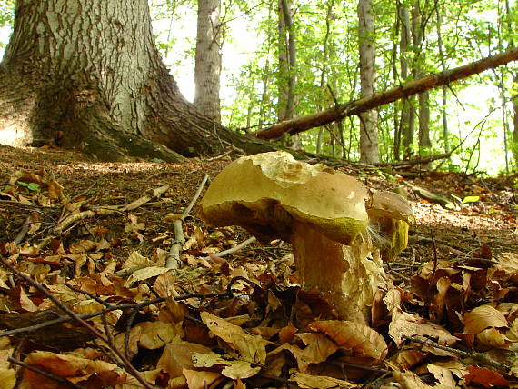 hríb dubový Boletus reticulatus Schaeff.