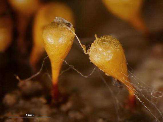 vlasovníčka kyjačikovitá Hemitrichia clavata (Pers.) Rostaf.