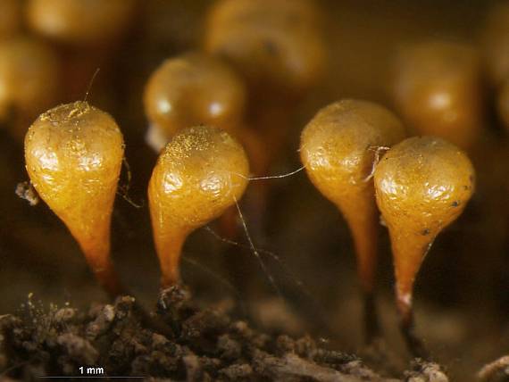 vlasovníčka kyjačikovitá Hemitrichia clavata (Pers.) Rostaf.