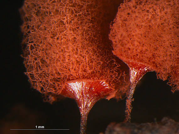 slizovka Arcyria denudata (L.) Wettst.