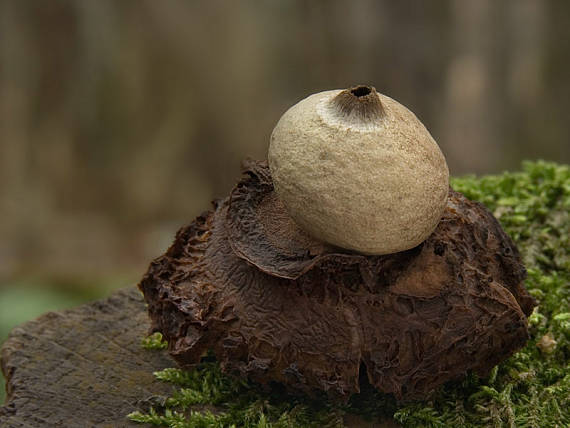 hviezdovka trojitá Geastrum triplex Jungh.