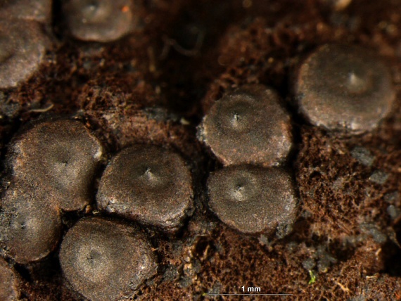 rozelínia vlnatá Rosellinia corticium (Schwein.) Sacc.