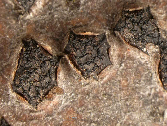 diatrypelka dubová/Polštářnatka dubová Diatrypella quercina (Pers.) Cooke