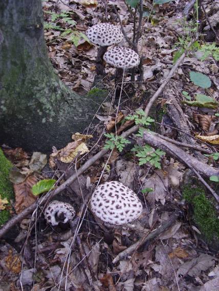 šiškovec šupinatý Strobilomyces strobilaceus (Scop.) Berk.