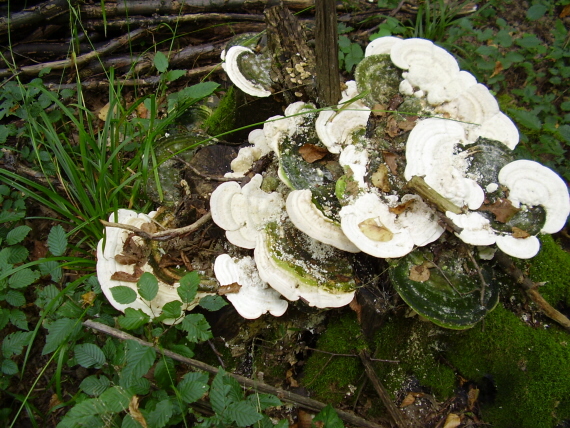 trúdnikovec hrbatý Trametes gibbosa (Pers.) Fr.