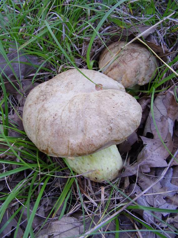 hríb kráľovský Butyriboletus regius (Krombh.) D. Arora & J.L. Frank