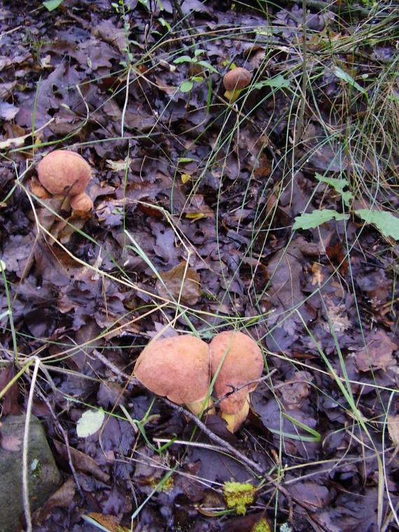 hríb kráľovský Butyriboletus regius (Krombh.) D. Arora & J.L. Frank