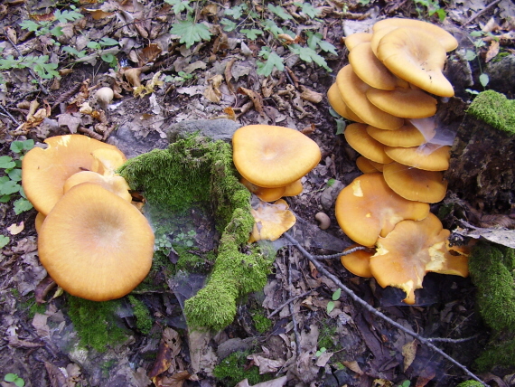 kališník hnedooranžový Omphalotus olearius (DC.) Singer