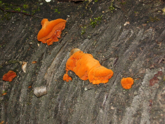 červenica rumelková Pycnoporus cinnabarinus (Jacq.) P. Karst.