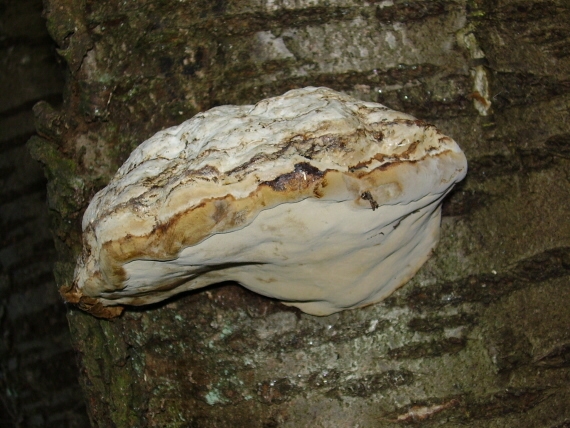 práchnovec kopytovitý Fomes fomentarius (L.) J.J. Kickx