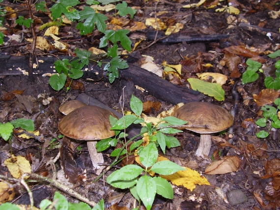 kozák hrabový Leccinum pseudoscabrum (Kallenb.) Šutara