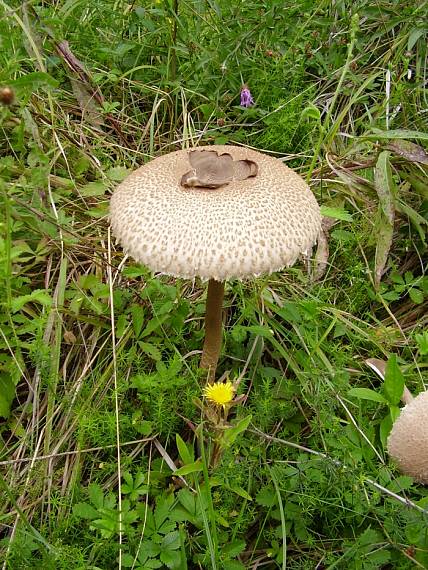 bedľa vysoká Macrolepiota procera (Scop.) Singer