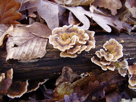 trúdnikovec pestrý Trametes versicolor (L.) Lloyd