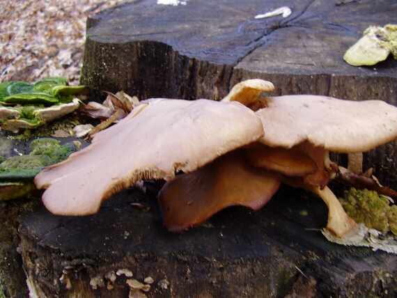 hliva Pleurotus sp.