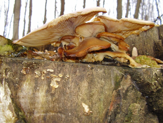 hliva ustricovitá Pleurotus ostreatus (Jacq.) P. Kumm.