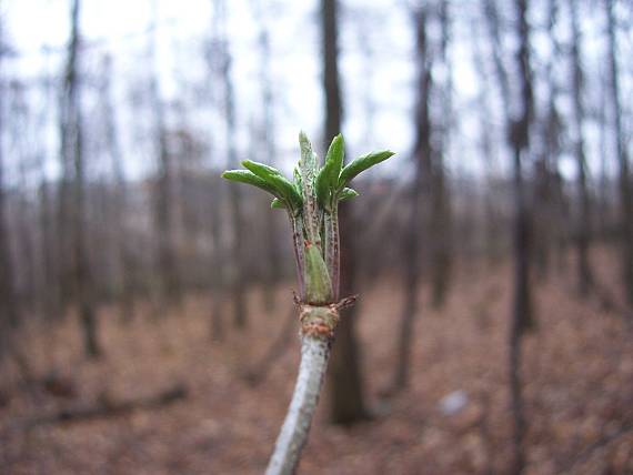 baza čierna Sambucus nigra L.