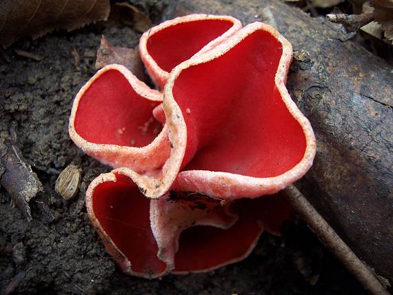 ohnivec šarlátový Sarcoscypha coccinea (Gray) Boud.