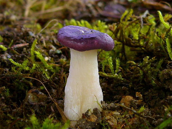 plávka Russula sp.