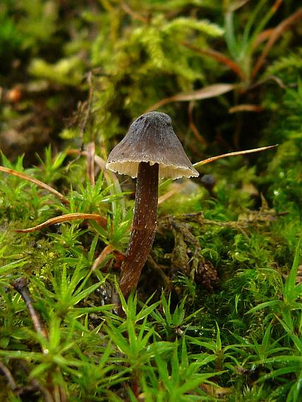 prilbička Mycena sp.