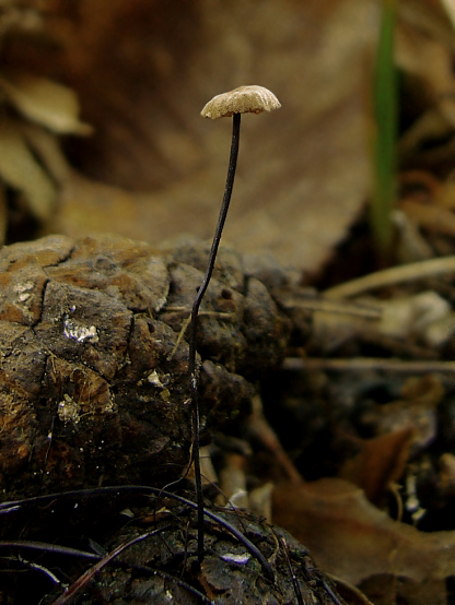 tanečnica čiernohlúbiková Gymnopus androsaceus (L.) Della Maggiora & Trassinelli