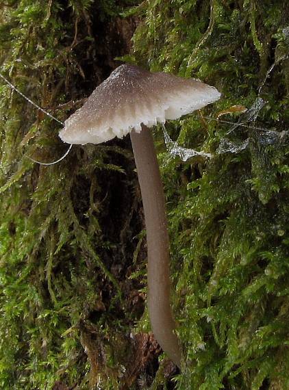 prilbička Mycena sp.