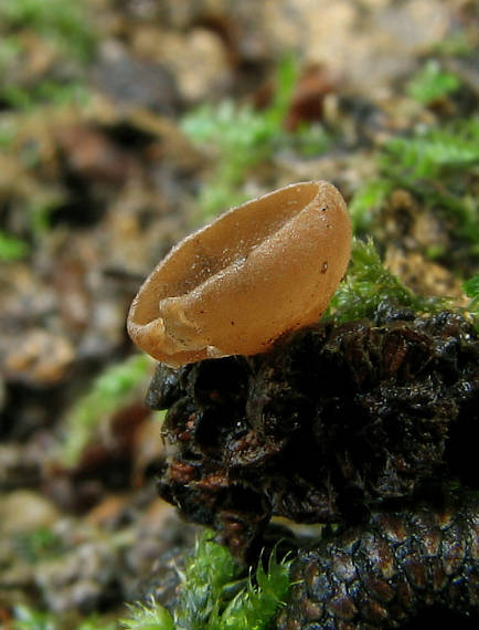 jahňadka obyčajná Ciboria amentacea (Balb.) Fuckel